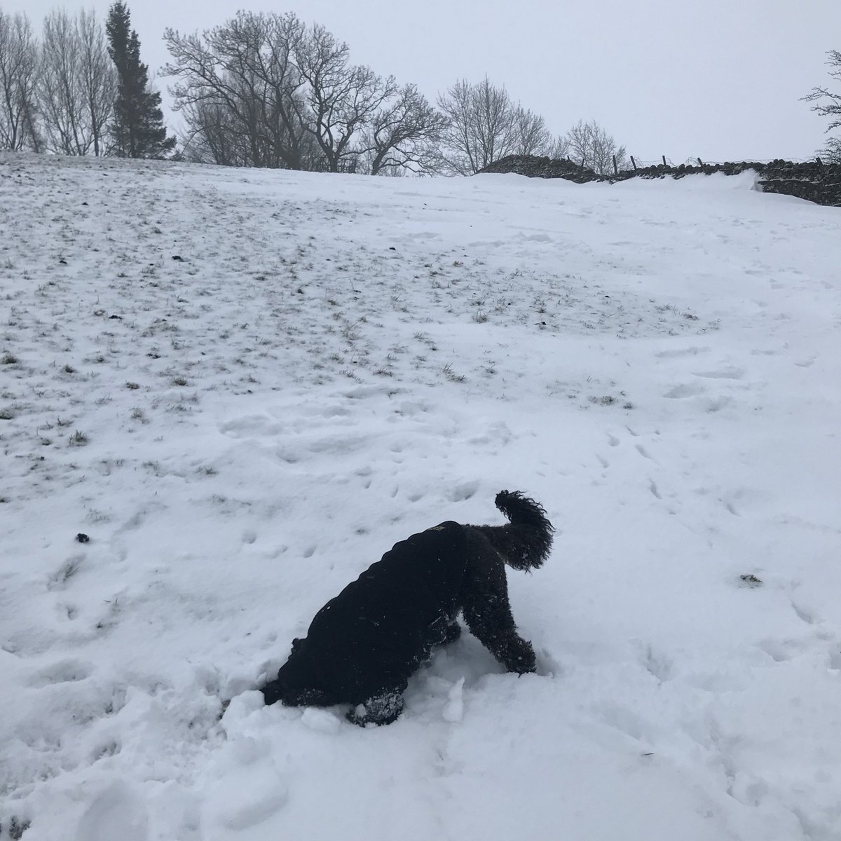shopdogmorris's tweet photo. Refusing to have any more snow photos ❄️🐾 #dogsoftwitter https://t.co/DDGVywUtRw