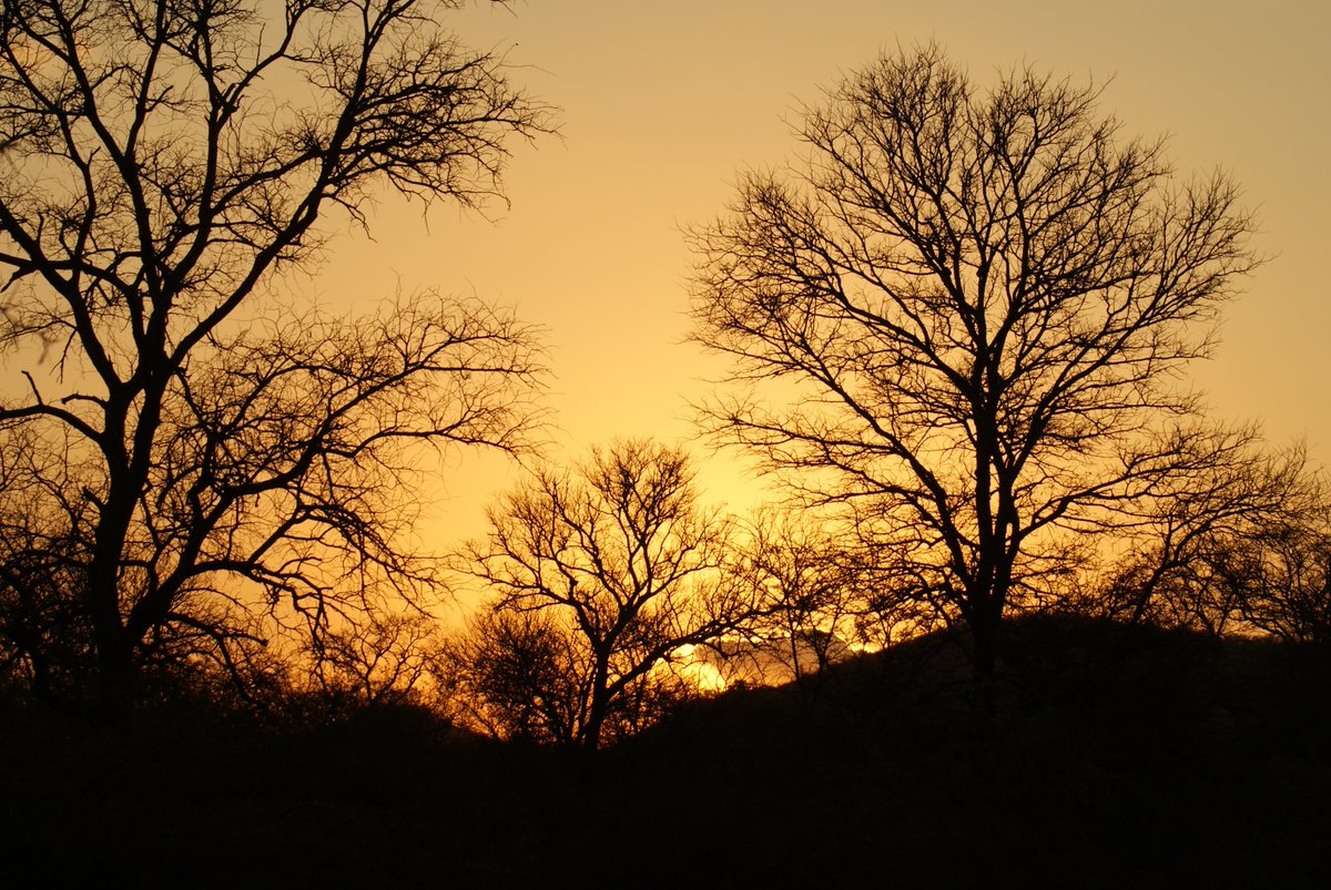 IpzMcdermot's tweet image. Sunrise this morning #IPZ
#LoveRhinos