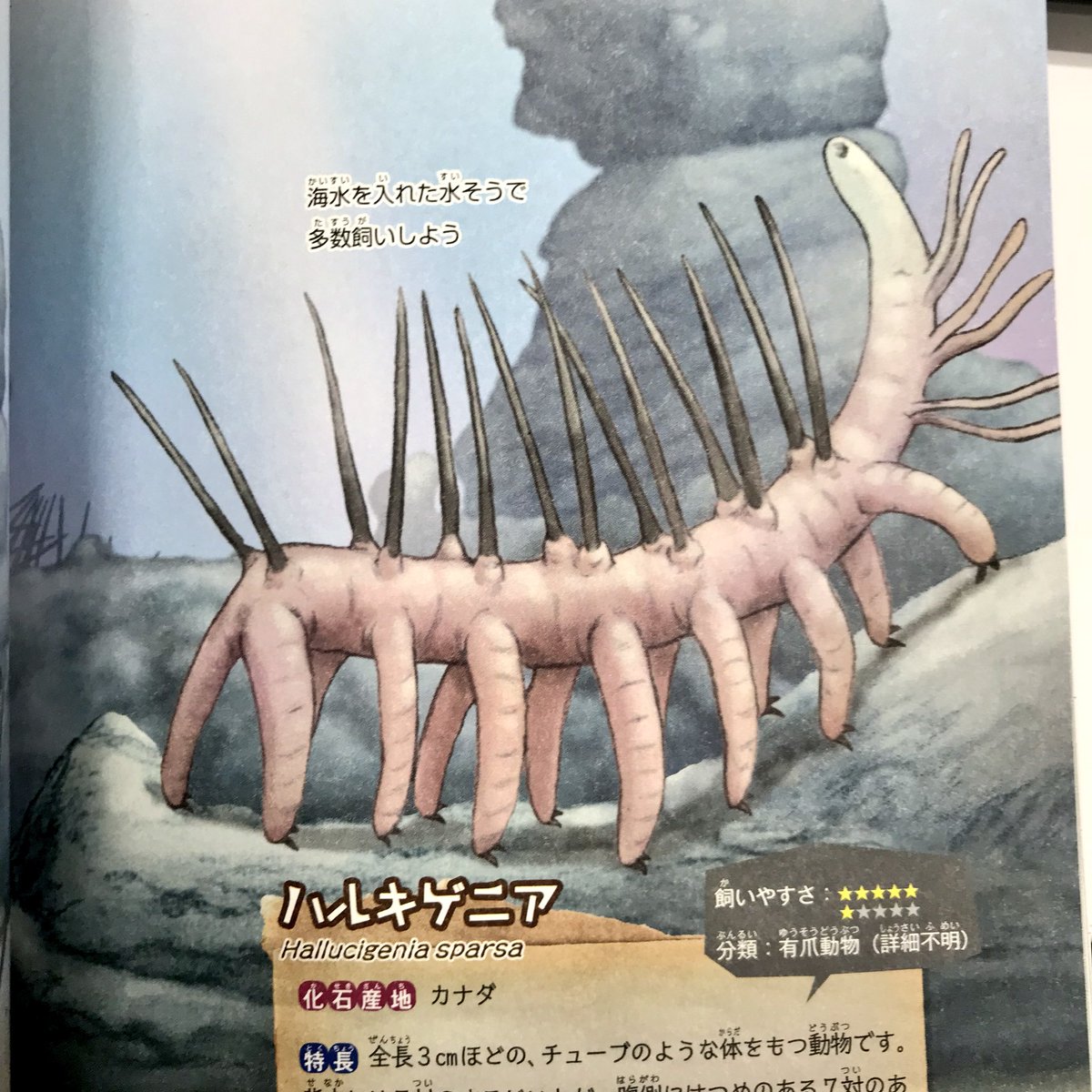 もしも の図鑑 No Twitter ハルキゲニア 飼いやすさ五つ星 全長3センチほどの古生物 アノマロカリスも飼いたい人は要注意 ハルキゲニアはアノマロカリスが大好物です こんななりして 実はさみしがりやなので多数飼いをしてあげましょう もしもの図鑑 もしも の図鑑 No Twitter ハルキゲニア 飼いやすさ五つ星 全長3センチほどの古生物 アノマロカリスも飼いたい人は要注意 ハルキゲニアはアノマロカリスが大好物です こんななりして 実はさみしがりやなので多数飼いをしてあげましょう もしもの図鑑