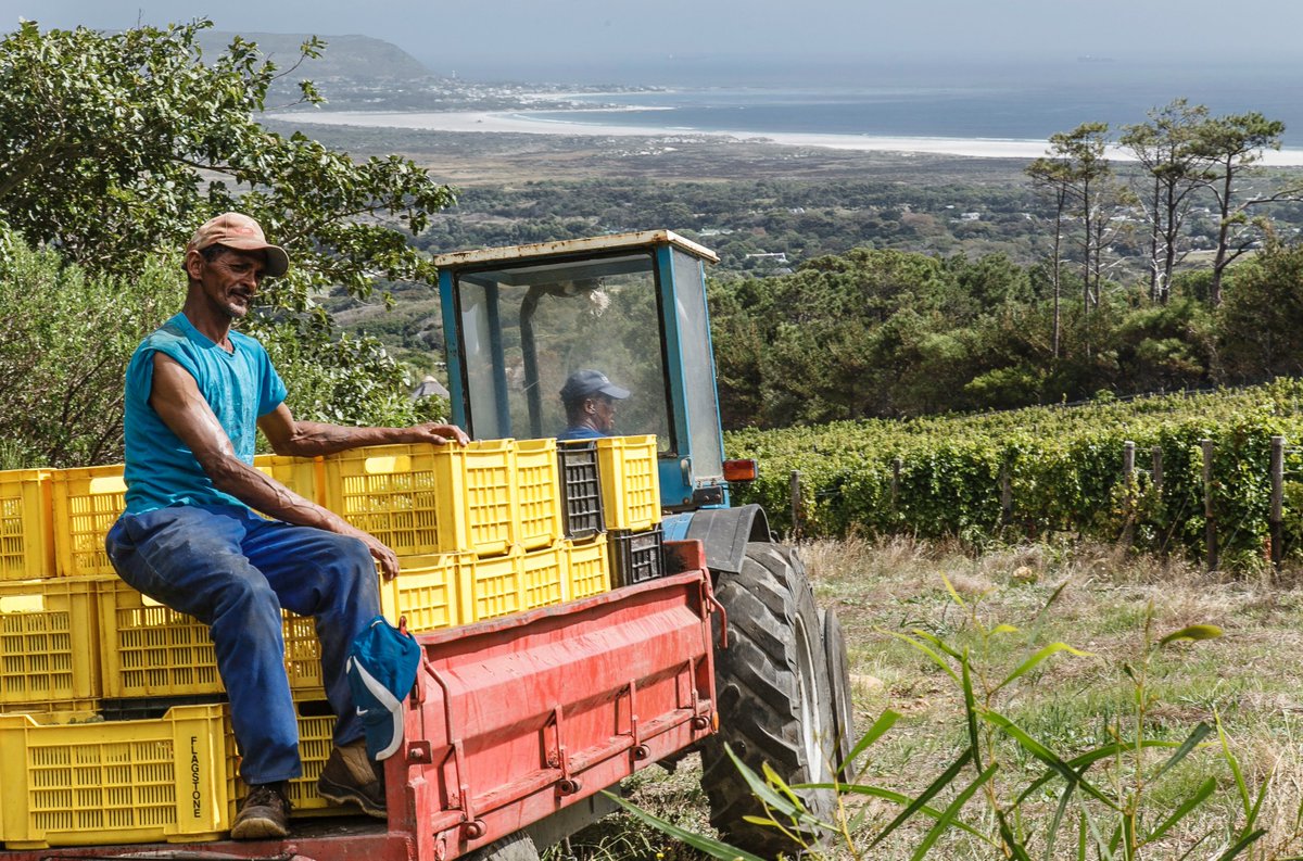 Cape Point Vineyards (@cpvineyards) on Twitter photo Harvest is finally in full swing at <a href="/CPVineyards/">Cape Point Vineyards</a> after a favourably late & cool ripening period.  Sugars have climbed slowly and acidity is in balance. Berries and bunches seem smaller than previous seasons - but packed with concentration and beautiful fruit flavors! #harvest2018 Harvest is finally in full swing at <a href="/CPVineyards/">Cape Point Vineyards</a> after a favourably late & cool ripening period.  Sugars have climbed slowly and acidity is in balance. Berries and bunches seem smaller than previous seasons - but packed with concentration and beautiful fruit flavors! #harvest2018