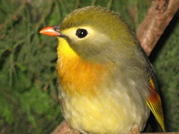 Fact Sheet: RED-BILLED LEIOTHRIX or Pekin Robin - Leiothrix lutea bit.ly/2FqSLho