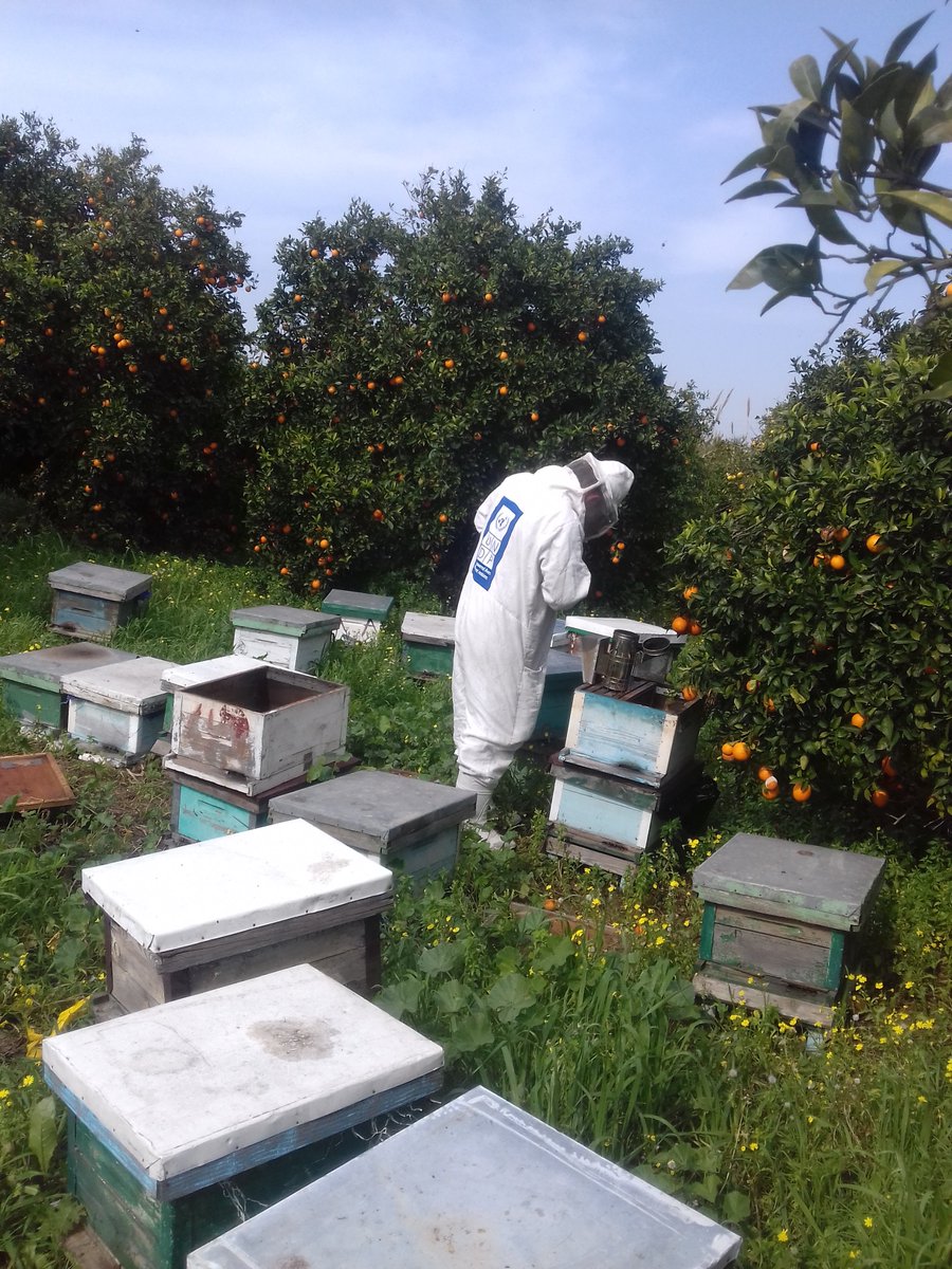 From UNDP’s Cow and Beekeeping Farms project in Rural #Homs, #Syria. The project provided 33 jobs & 201 beehives were distributed to 67 displaced and families in need in the area. #EarlyRecovery  #Resilience