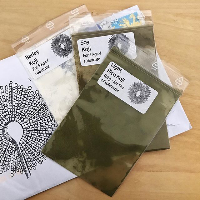 Azabel's tweet photo. Spore 🖤 #miso #koji #aspergillus #aspergillusoryzae #misomaking #spores #livecultures #fermentationculture #fermentation https://t.co/jy1IiEECVL