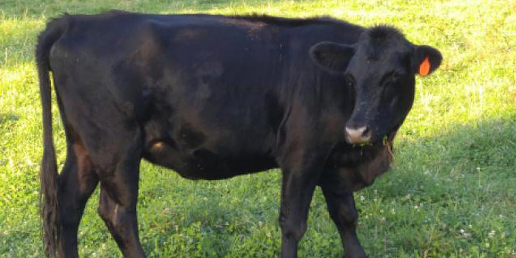 VaAgriculture's tweet photo. Breeding Bull sales about to start in #Virginia. Many producers turn to these sales to make breeding decisions that affect their profit for years to come. Find an auction near you https://t.co/eLQvRMjR6w #bullbreeding #Cattle https://t.co/6yTM8qtT1m