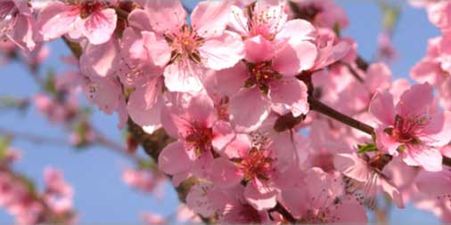 Reflexology, Indian head massage, maternity reflexology. 20% off 1st treatment with <a href="/HolisticsByKay/">Reflexology Mcr</a> and TAG!