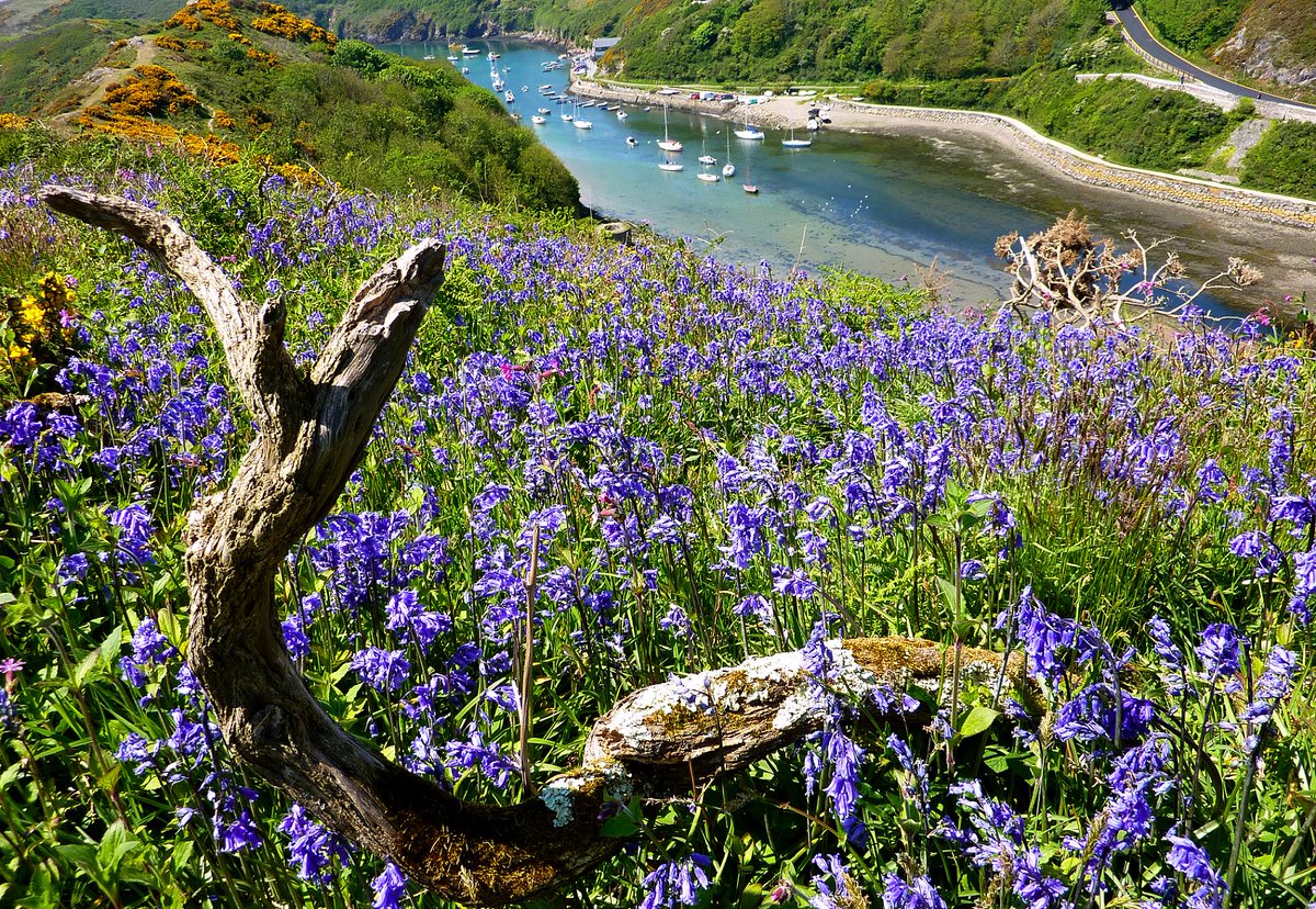 VisitPembs's tweet photo. As the weather slowly improves, it's time to look forward to spring walks in #Pembrokeshire 🌷🌼🌤️ >>https://t.co/eqpoEGh3yI #TravelTuesday https://t.co/hdHack3plM