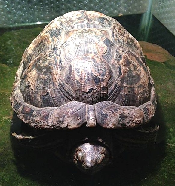 dogwhale's tweet photo. Don't buy turtles as pets whatever the current craze - they end up in rescue for years.  We have a full terrapin unit as a result https://t.co/deuOn8aaoJ