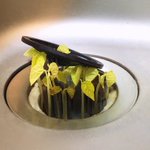 台所で豆をぶちまけた結果？数日後に生えてくる!