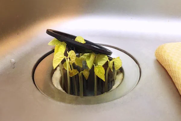 台所で豆をぶちまけた結果？数日後に生えてくるｗｗｗ