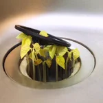 台所で豆をぶちまけた結果？数日後に生えてくる!