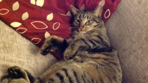 WragBarn's tweet photo. Please keep a look out for this kitten who is missing from Sevenhampton. Any news, please phone 01608 651904 #thankyou https://t.co/FaNTNmbo1L