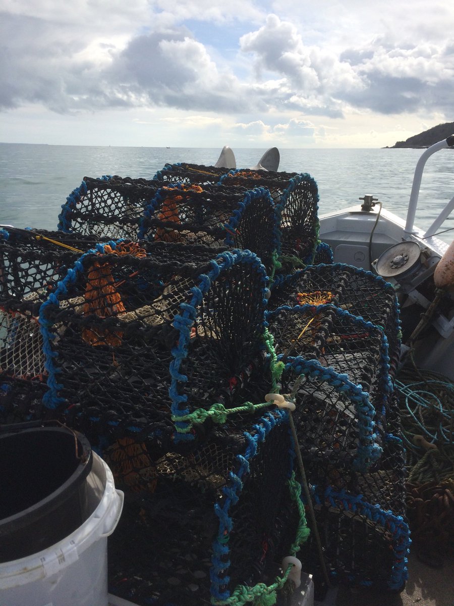cornish_lobster's tweet photo. @Passion4fish It’s that time again, so out goes the first string. 🤨 #nativelobsters https://t.co/WaV1jIjHKS