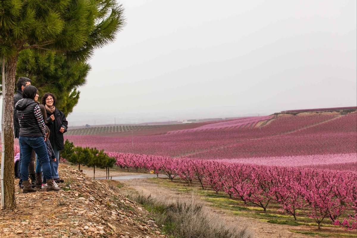 aralleida's tweet photo. Al Japó hi ha el costum, quan arriba la primavera, de reunir-se amb la família o els amics per admirar els cirerers en flor. Però no cal anar-se'n tan lluny, la floració a Lleida és meravellosa! #FloweringisComing #ADNLleida #Aralleida #Fruiturisme https://t.co/ifnqwinucv