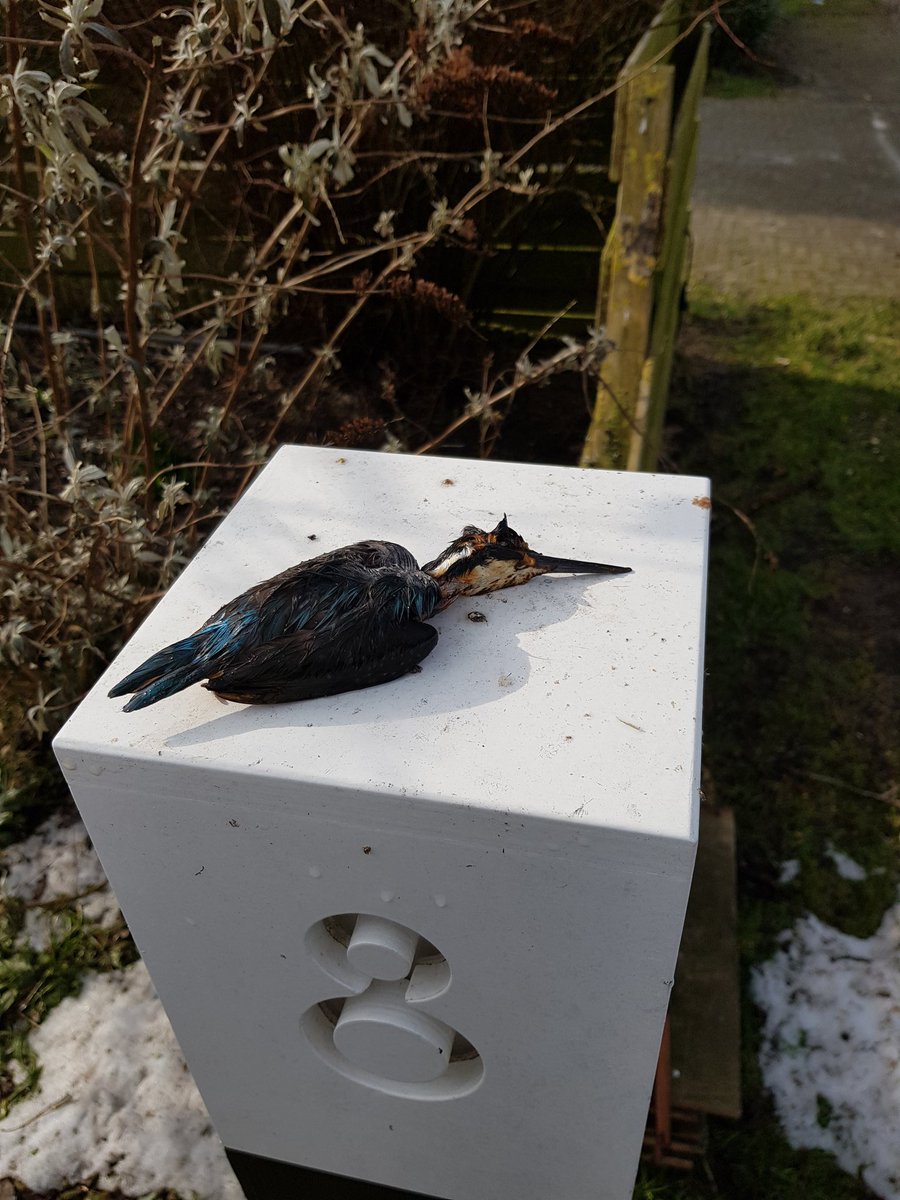 Weer 'n slachtoffer, van de kou.