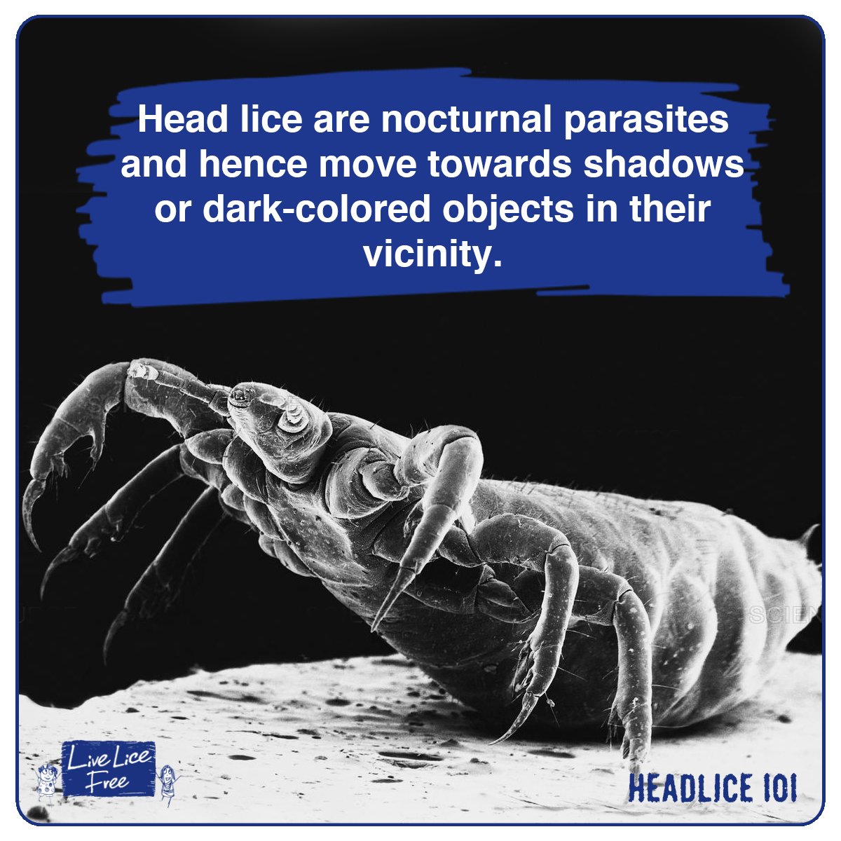 LiveLiceFree's tweet photo. Just one #headlouse is enough to cause a mess! Stay safe and away from #nocturnalbugs! #Headlice #Lice #licefacts #Headlicefacts #Livelicefree https://t.co/NNcpsFqQCT