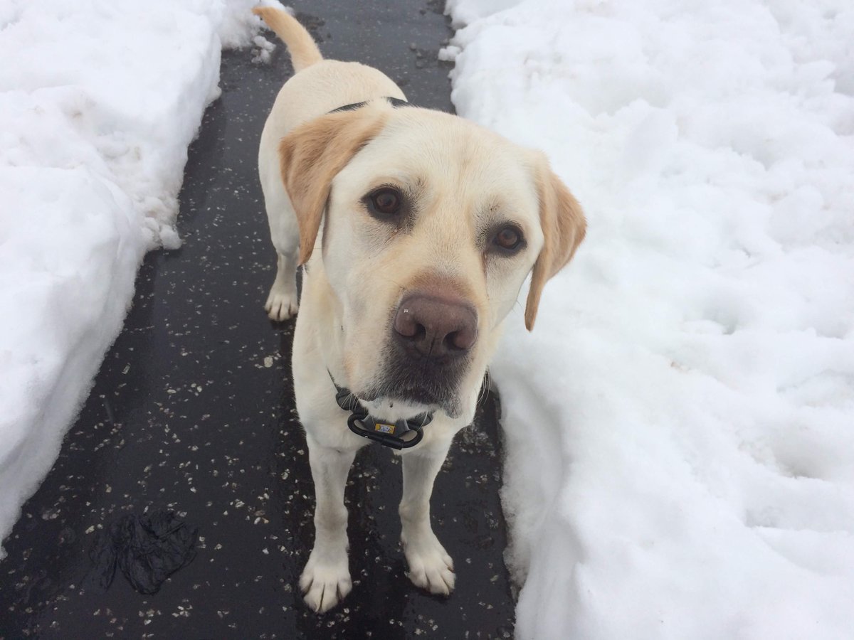 WessexLifts's tweet photo. We recently received a really heartwarming story in the midst of the freezing weather conditions. This message was sent to us from a former OT (now a wheelchair user) living in central Scotland, who had been snowed in with her @canine_partners Assistance Dog for several days… https://t.co/0JUTXeerD5