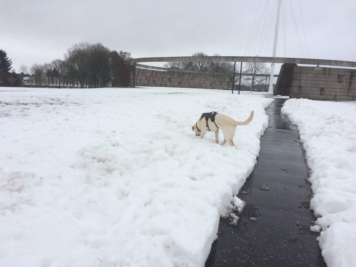 WessexLifts's tweet photo. We recently received a really heartwarming story in the midst of the freezing weather conditions. This message was sent to us from a former OT (now a wheelchair user) living in central Scotland, who had been snowed in with her @canine_partners Assistance Dog for several days… https://t.co/0JUTXeerD5