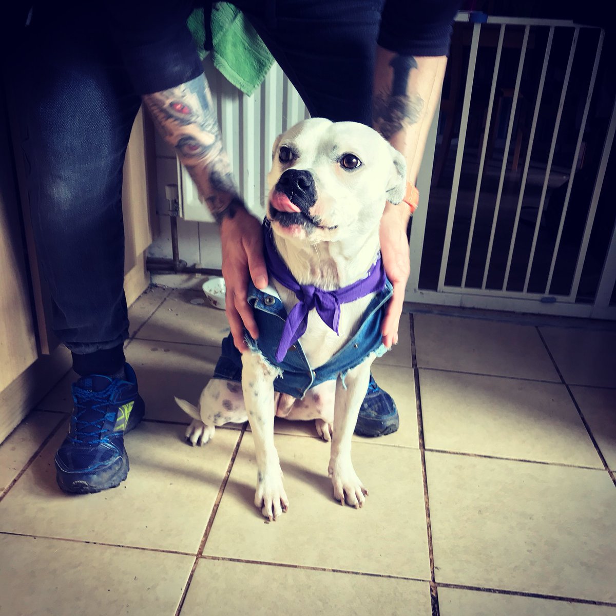 kayla26030829's tweet photo. My girl looks soooo cute in her #pethaus #denim #vest #bandana #staffy #luna https://t.co/N11EWzJPlO