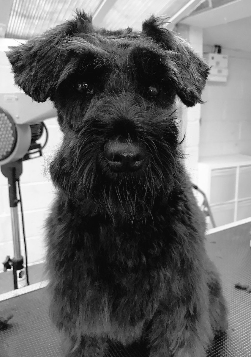 Dusty came in today for a bath and a little trim. She’s still quite young and getting used to the grooming experience so we try to create a little more schnauzer every time she comes in! #doggroomer #miniatureschnauzer #Wakefield #eastardsley