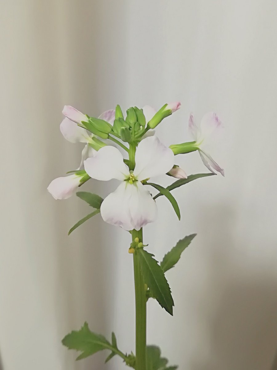 ねくら 仕事募集中 A Twitter 春ですね 遠い目 葉っぱを増やして食べようと思って水耕栽培していた大根のヘタが いつの間にか可愛らしく開花してました これを食べるのはちょっと忍びないので味噌汁の具は減る