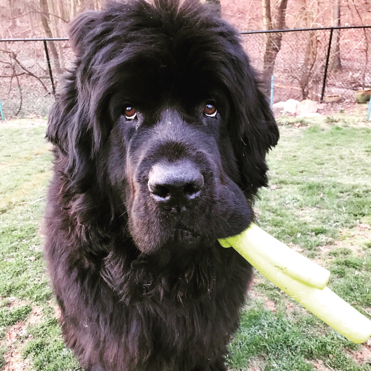 yellowlablover's tweet photo. My #beautiful #boy Maximo helping me outside #iamalone
#dog #baltimore #gambrills #k9 #lovemuffin #blacknewf #blackbeauty #newfiesarethebestdogsever #newftastic #photogenicnewf #mybaby #newfy #newfi #newfie #gorgeous #newfoundlanddog #mommascaregiver #mymomhaslupus #iamherhelper https://t.co/qAahKOwItX