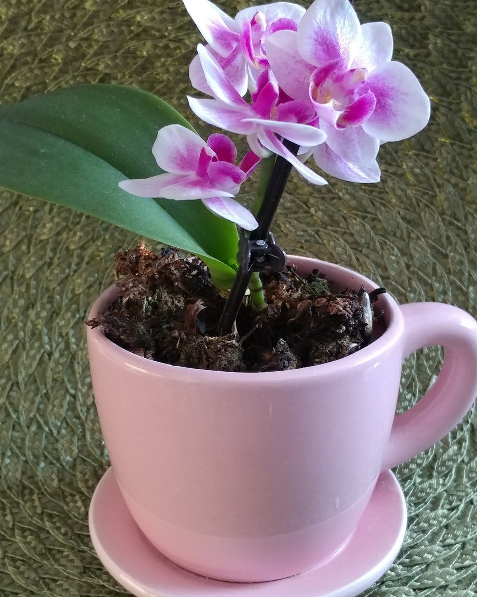 teahousetimes's tweet image. Have a b-e-a-u-tea-ful day! 💕☕
#mybabyorchid
#tea #orchids #teacup