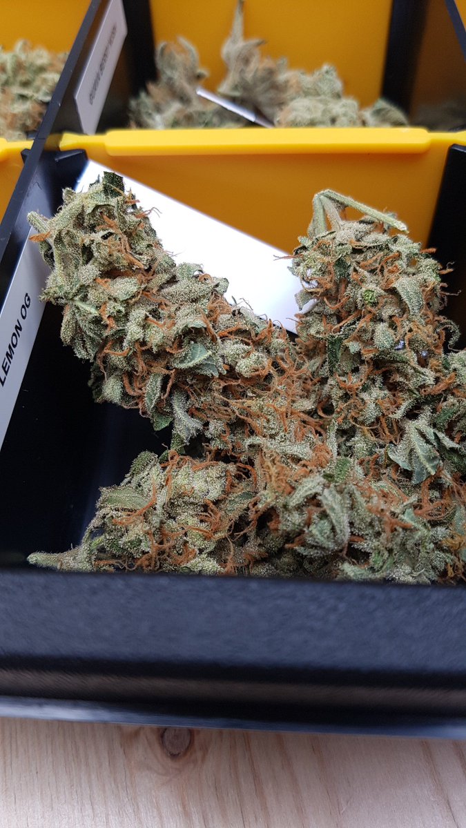 AlchimiaGrow's tweet photo. Preparando muestras para la @FeriaSpannabis con @PhiloSeeds de #LemonOG y #FruityJack https://t.co/6YwoHLdaD0