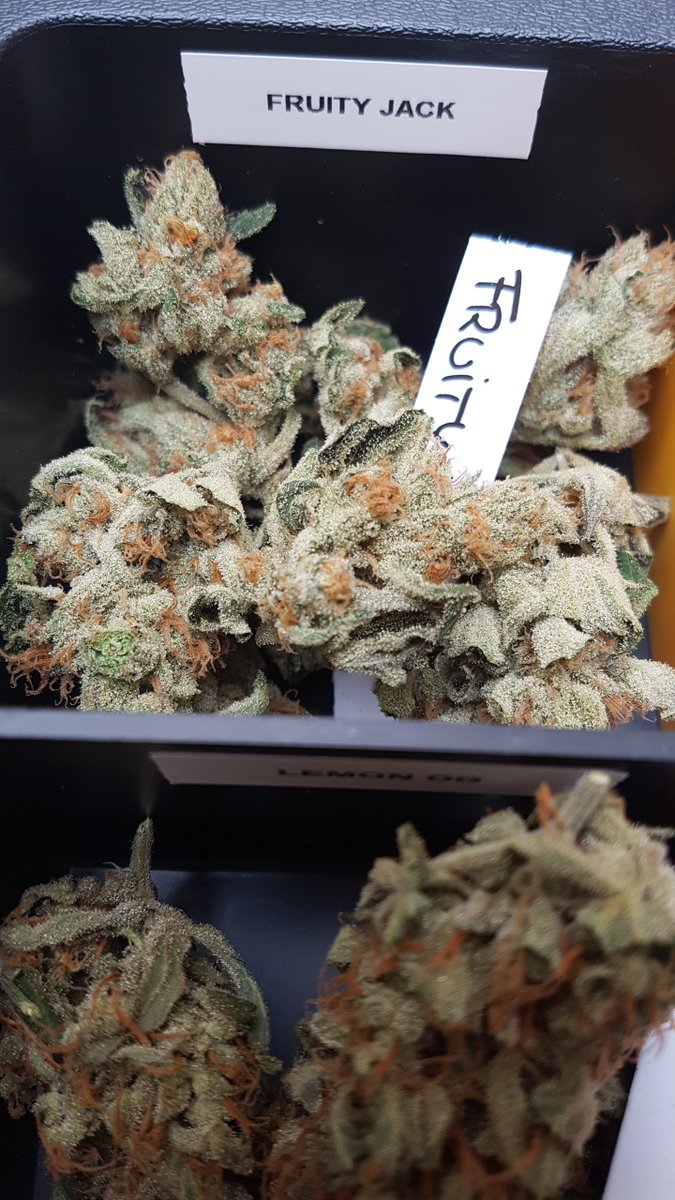 AlchimiaGrow's tweet photo. Preparando muestras para la @FeriaSpannabis con @PhiloSeeds de #LemonOG y #FruityJack https://t.co/6YwoHLdaD0