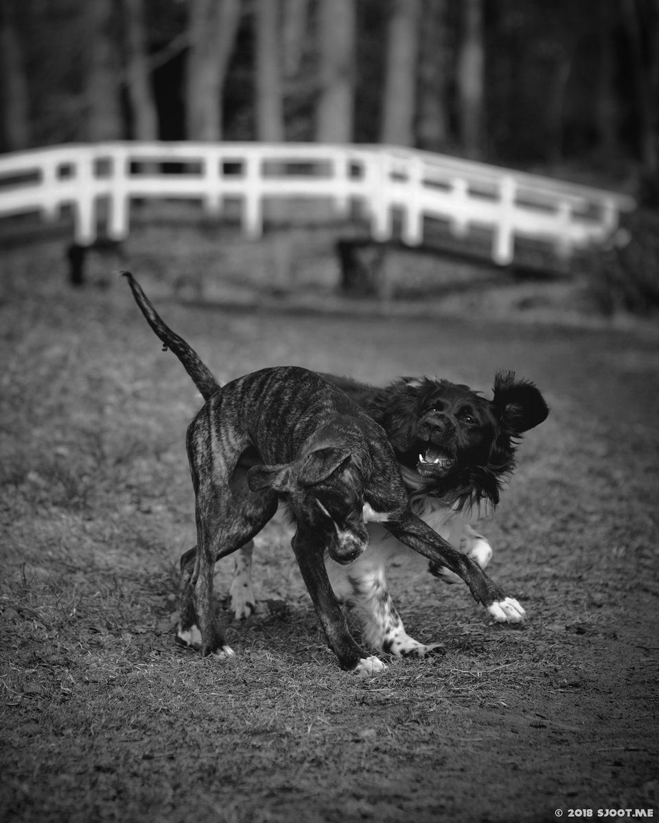 Mary Ann & Buddy. Buddy & Milo. #streetphotography #blackandwhite #bnw #bw #monochrome #people #woman #dog #dogwalking #play #stolenmoments #momentinthesun #park #parklife #sony #alpha #85mm #manual #prime #sjootme