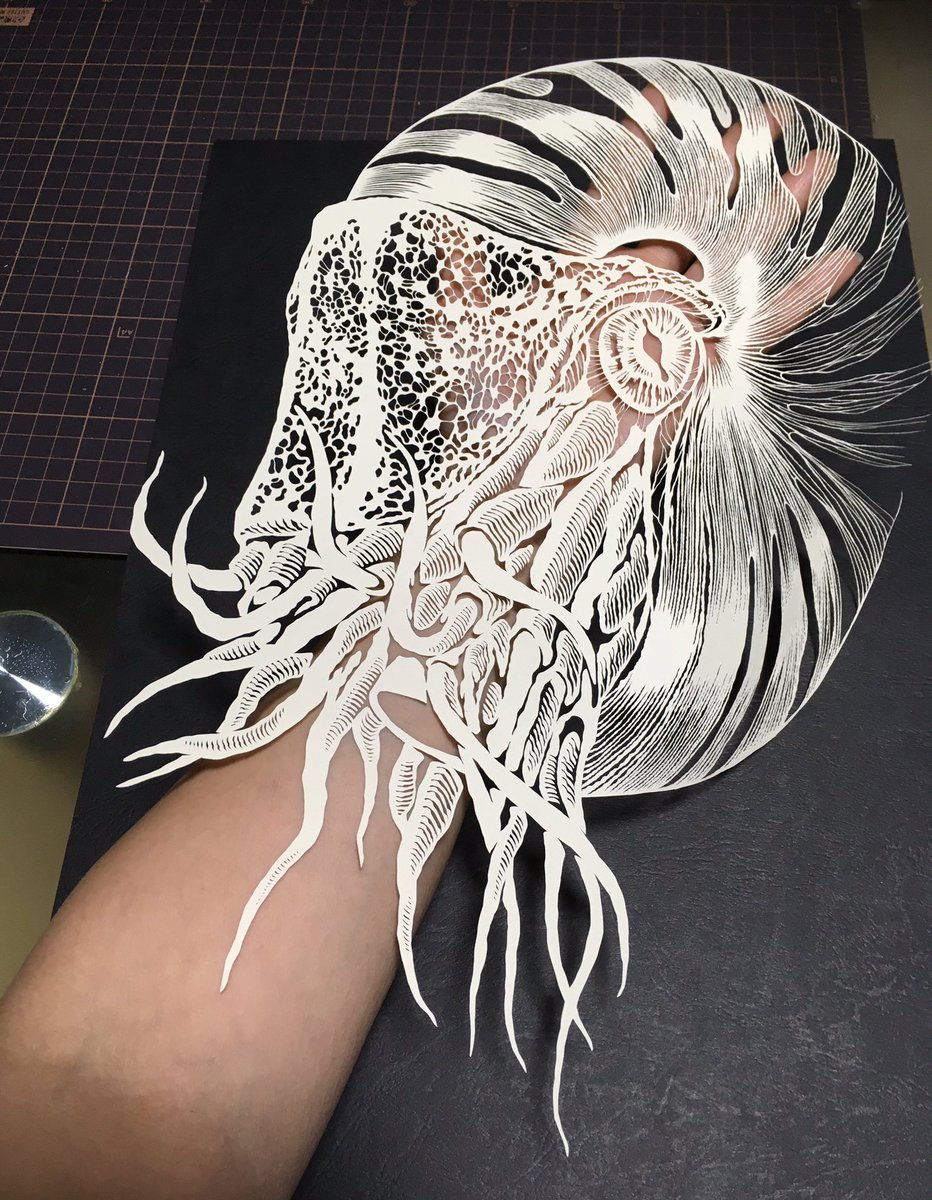 イラストにしかみえない 切り絵で作られた繊細すぎる オウムガイ がヤバい 話題の画像プラス