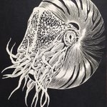 イラストにしかみえない!!　切り絵で作られた繊細すぎる「オウムガイ」がヤバい!