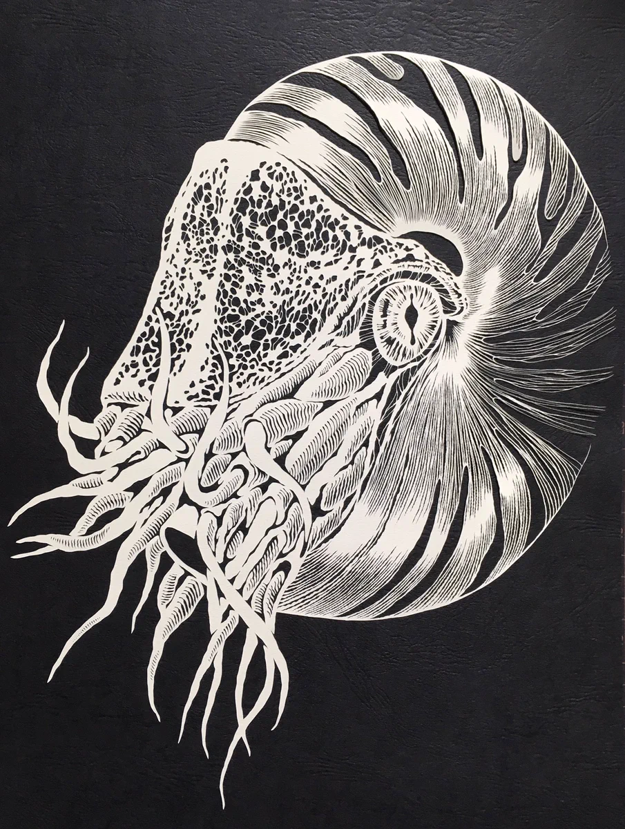 イラストにしかみえない！！！　切り絵で作られた繊細すぎる「オウムガイ」がヤバい！！