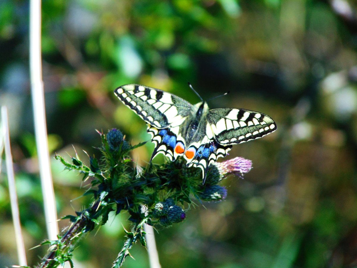 Shelly Dee tweet media