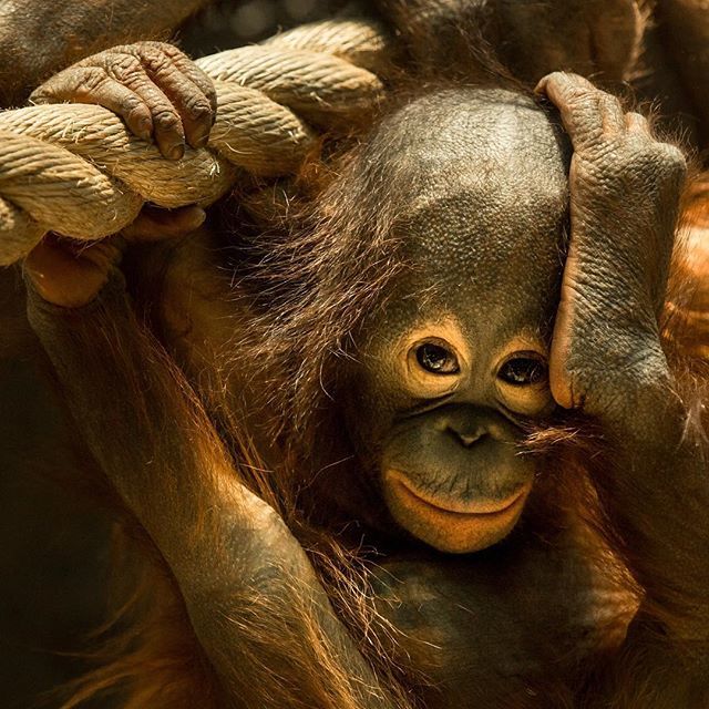 DaleMcDPhotog's tweet photo. Merah’s reaction after asking her what the Browns will do with their number 1 draft pick. #clevelandzoo #clevelandbrowns #factoryofsadness #ohno #dontask #orangutan #wildaboutcle #clevelandgram #clegram #thisiscle #clevelandsports #cleveland #merah #clezoo https://t.co/d96bs9htNM