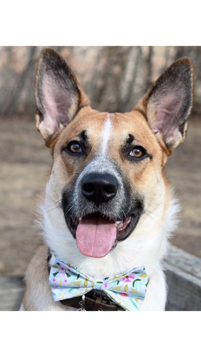 BUBUBRANDS1's tweet photo. #bubucrew Member of the Day! #corgi #cute #dog https://t.co/zGnY2NJq38