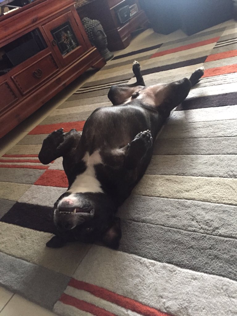 freerange_brown's tweet photo. Kuta having a rest #truckula #trucklust #trucklife #truckcamper #housetruck #recycle #recycled #upcycle #upcycled #homeiswhereyouparkit #vanlife #staffy #staffordshirebullterrier #gsxr600 #gsxrtelefonica #mitsubishicanter https://t.co/kchqnWR7eK