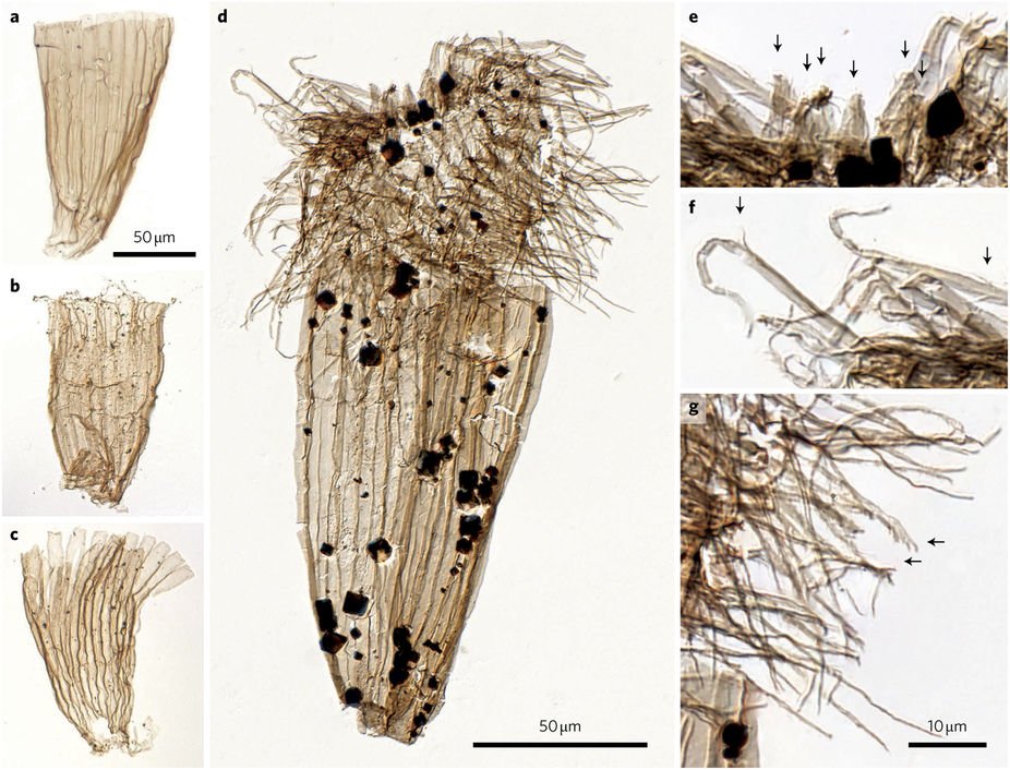 NatureEcoEvo's tweet image. Exceptionally preserved Cambrian loriciferans and the early animal invasion of the meiobenthos nature.com/articles/s4155… #March2017highlight #ICYMI