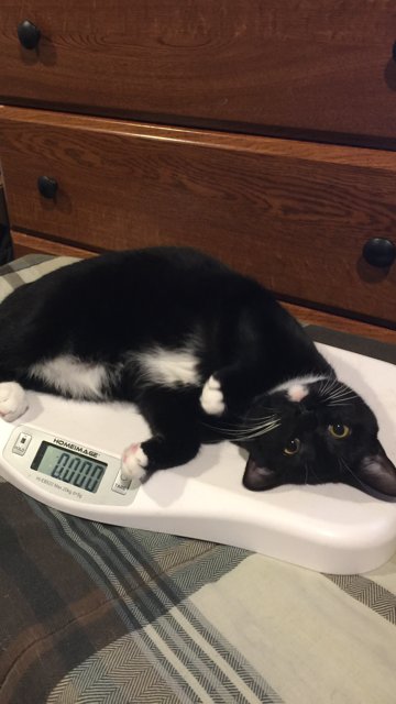 NaturalScratch's tweet photo. Something tells me that scale isn't working quite right. 

#funny #cat #tuxedocat https://t.co/ZAxRbapGek