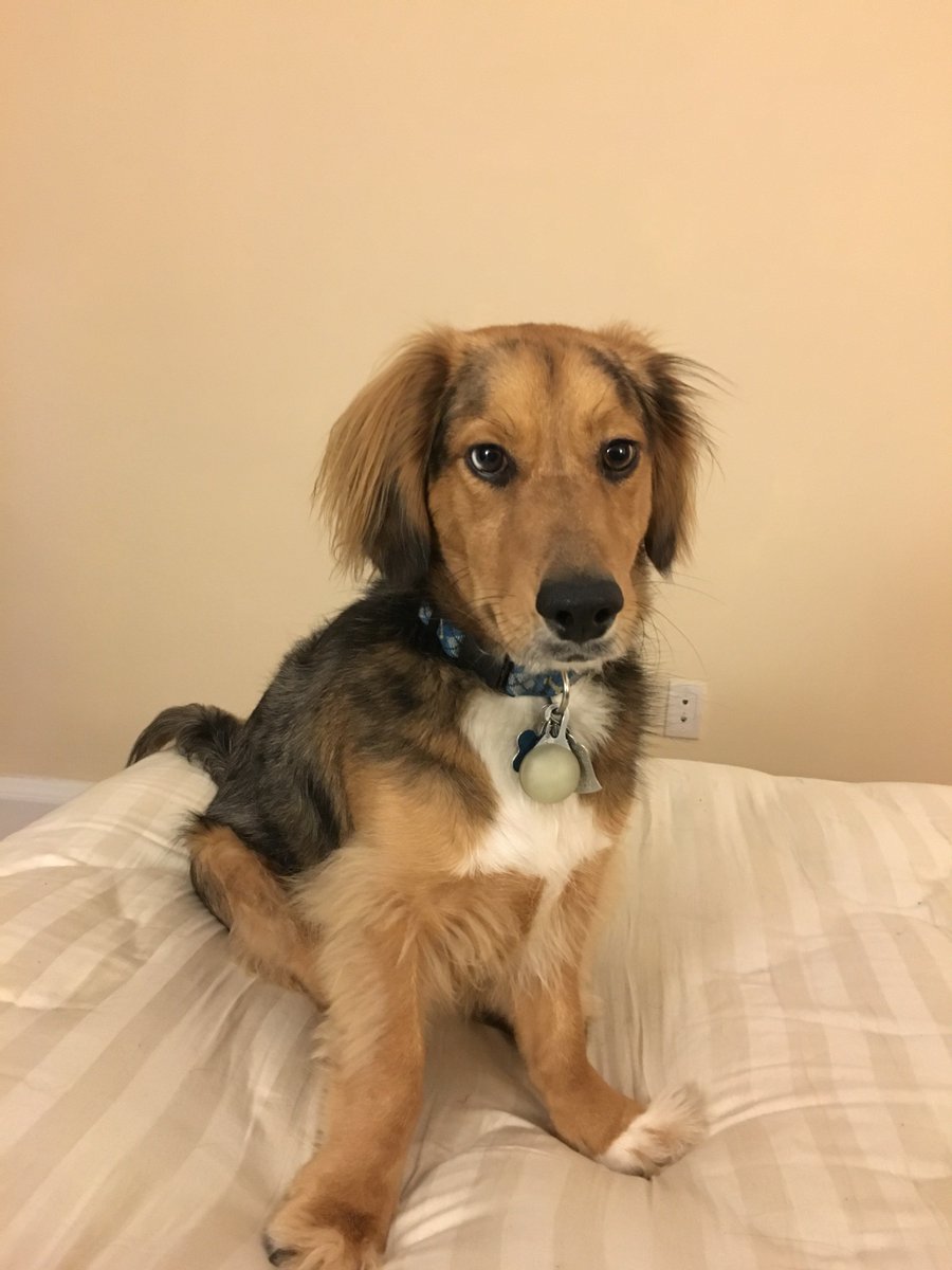 Mcul On Twitter I Have A Good Dog Which Hopefully Counts
