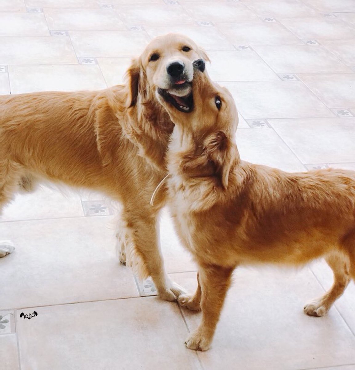 Two goldens engaging in a unique smooch