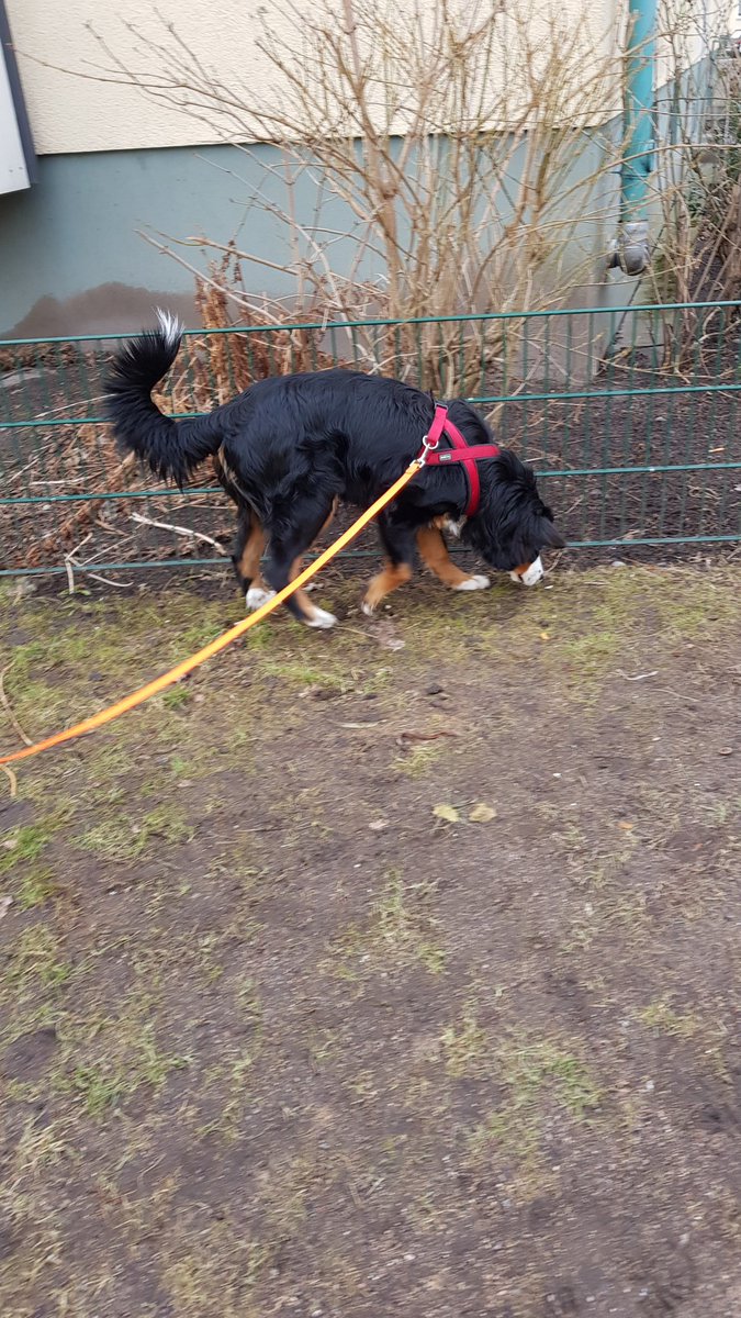 Jani2205's tweet photo. Erst schnüffeln dann toben 😍
#bernermountendog 
#hunde https://t.co/FO9xEot1Hb
