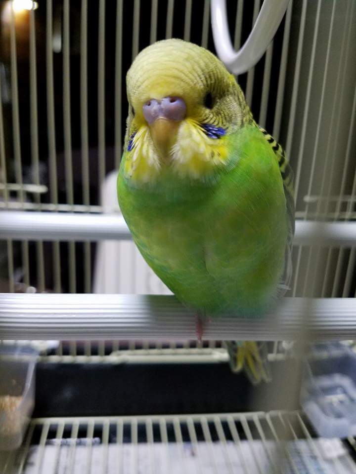 takahiro___'s tweet photo. 知人が高槻市の天王町、宮野町界隈で保護しました。
たまに鳴くくらいで喋ったりはしないそうです。

もし、お心当たりの方おられましたら高槻警察に問い合わせてみてはどうでしょうか？(現状、知人宅にて保護されています)

迷い鳥
セキセイインコ
高槻 https://t.co/mrSDDTuPfA