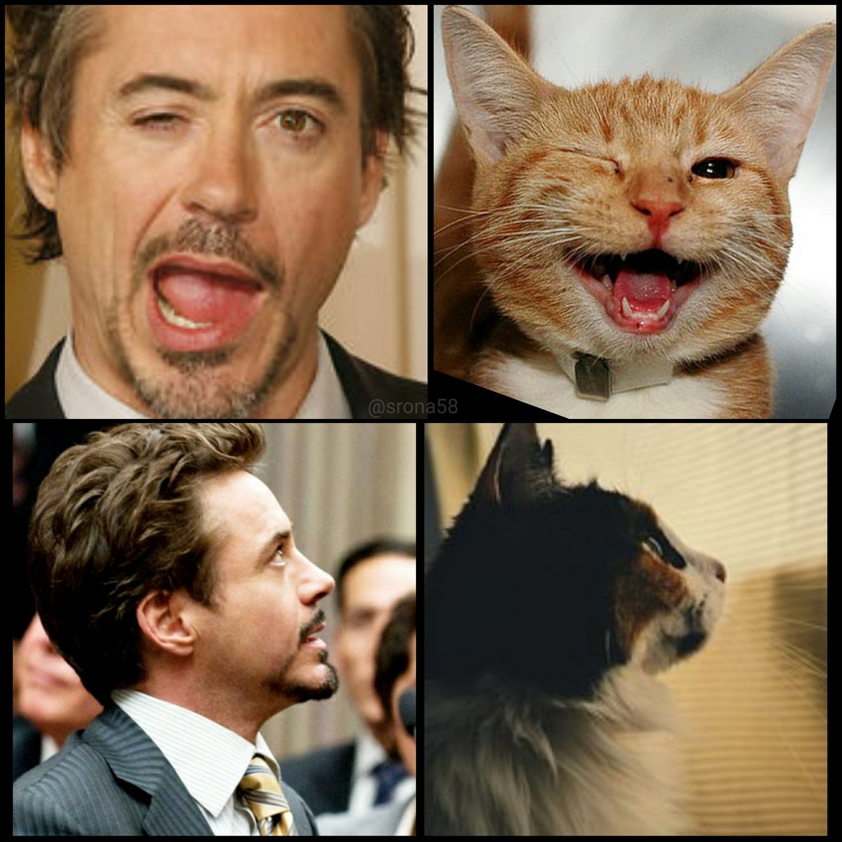 Robert Downey Jr Cats - Famous Person