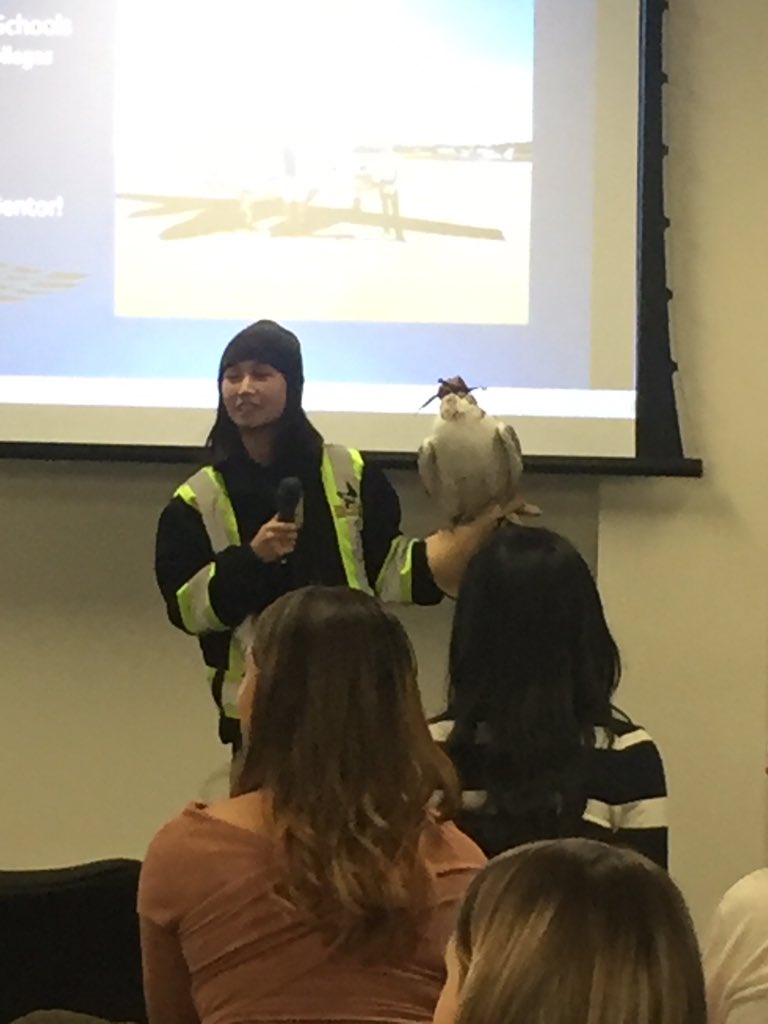 Cute falcon Juliette gets rid of wildlife on the runway! Great job Juliette! @porterairlines #careersinaviation#vettech