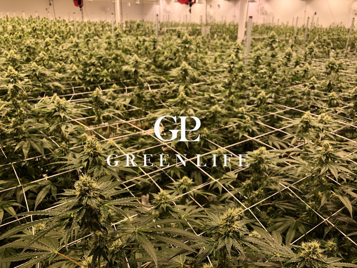 GLPNV's tweet photo. Meanwhile downstairs! #3rdcycle #notill #livingorganicsoil #glp #greenlifeproductions #glplv #dempure #cleangreencertified #cleanmeds #wormgrown #trulypure #bestoflasvegas #livingorganicsoil #notill #soilfoodweb https://t.co/IHOPfuAC99