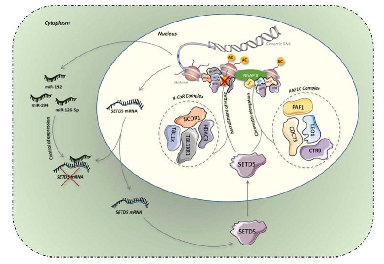 AutismScienceFd's tweet photo. Researchers, supported in part by #ASF, found that the regulator gene #SETD5 is associated with a subtype of #autism that is seen mostly in males and includes intellectual disability and facial dysmorphology. https://t.co/M2ojT09jXi https://t.co/ZaU2vZyW1R