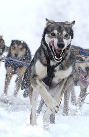 “NOW this is the law of the jungle, as old and as true as the sky, And the wolf that shall keep it may prosper, but the wolf that shall break it must die...For the strength of the pack is the wolf, and the strength of the wolf is the pack.” ~ Rudyard Kipling