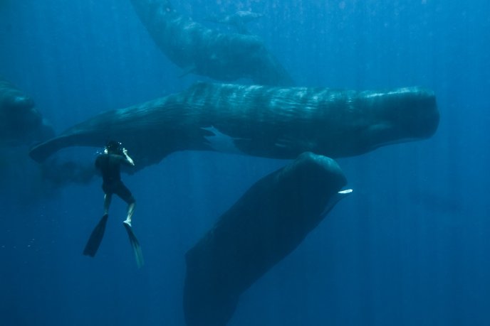 Anons for Cetaceans @anons4cetaceans  ---The great whales are the protectors of the sea, The greatest noble minds that we will ever see.  #OpWhales @_AnimalAdvocate @Tweets4Animals1 @Tweets4Animals1 @allanimalrights @AnimalWarrior7_ @Animal_Watch @AnimalWarrior7_