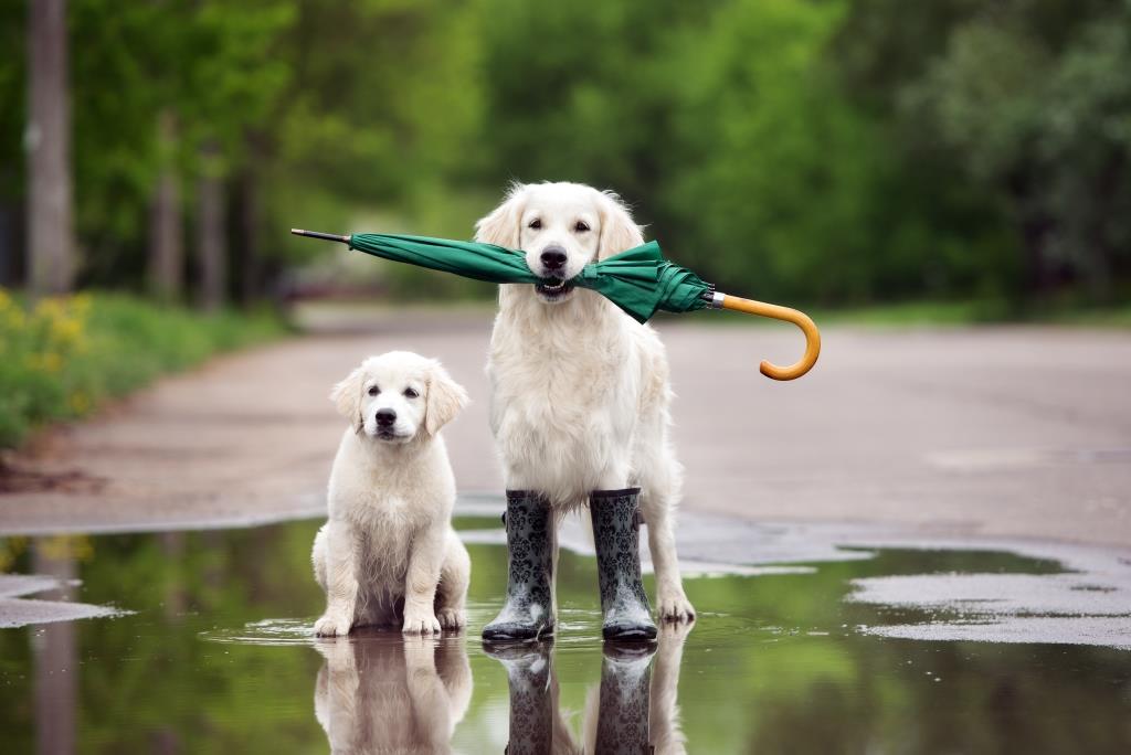 EmbroidTenafly's tweet photo. Are you prepared for those April showers? Order your customized umbrellas today #umbrellas #aprilshowers #promoproducts https://t.co/nu9Ehrgwpa