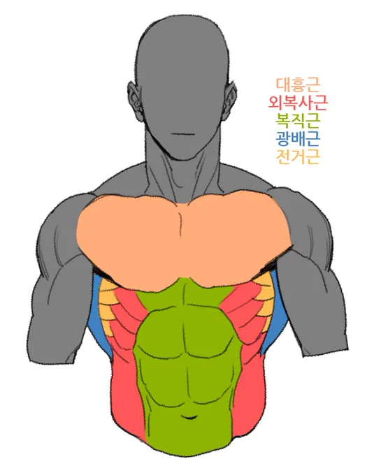전거근 튜토리얼임니다 근육 명칭 몇개 모르는데 이거만든다고 한참 찾아봤네..ㅠㅠ그래도 잘 모르겠다(멍청) 